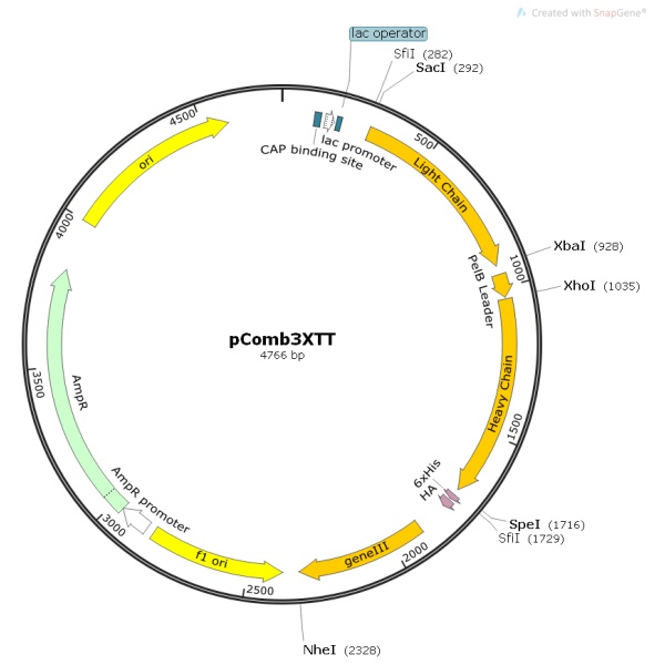 pComb3XTT噬菌体展示质粒
