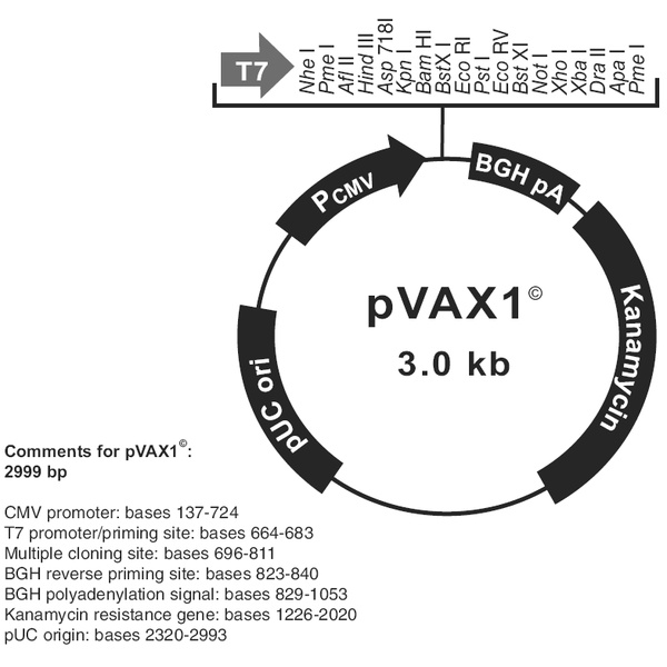 pVAX1哺乳表达质粒