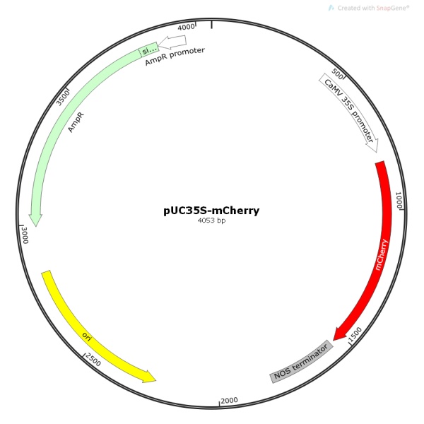 pUC35s-mCherry植物荧光质粒