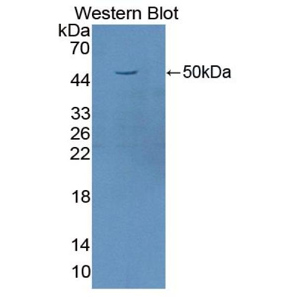 肾损伤分子1(Kim1)多克隆抗体