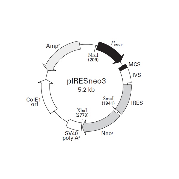 pIRESneo3哺乳表达质粒