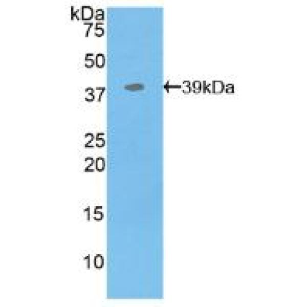 信号序列受体α(SSRa)多克隆抗体