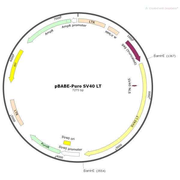 pBABE-Puro SV40 LT病毒基因质粒