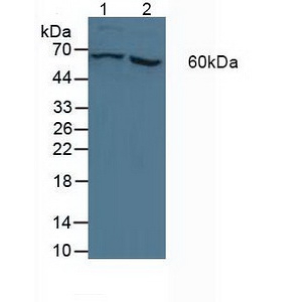 真核翻译延伸因子1γ(EEF1g)多克隆抗体