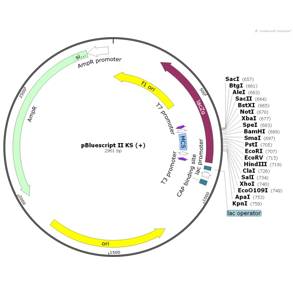 pBluescript II-KS(+)噬菌体展示质粒