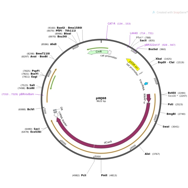 pWJ68大肠基因编辑质粒