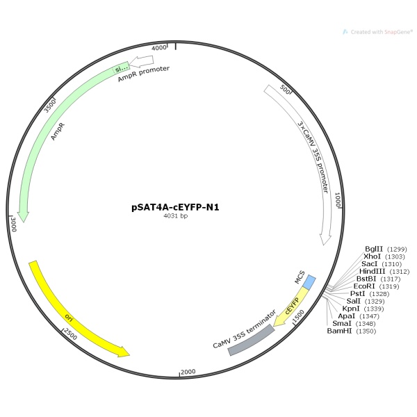 pSAT4A-cEYFP-N1 植物双分子荧光质粒