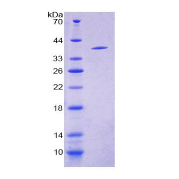 神经肽S(NPS)重组蛋白(多属种)