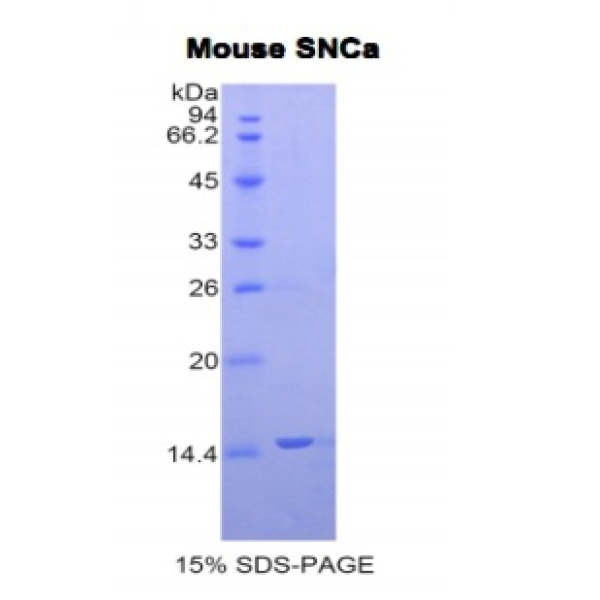 突触核蛋白α(SNCa)重组蛋白(多属种)