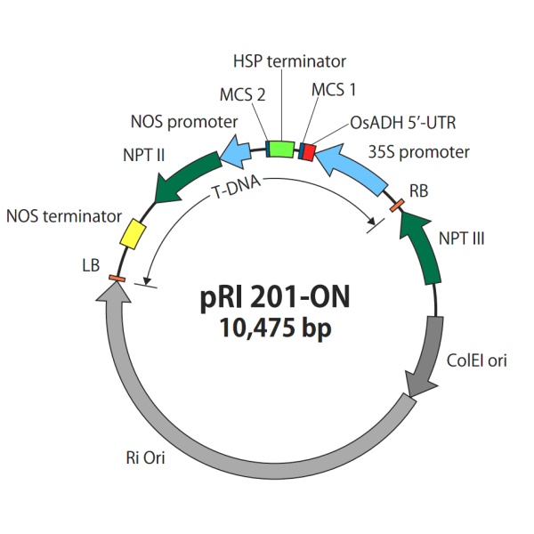 pRI201-ON单子叶植物发根农杆菌质粒