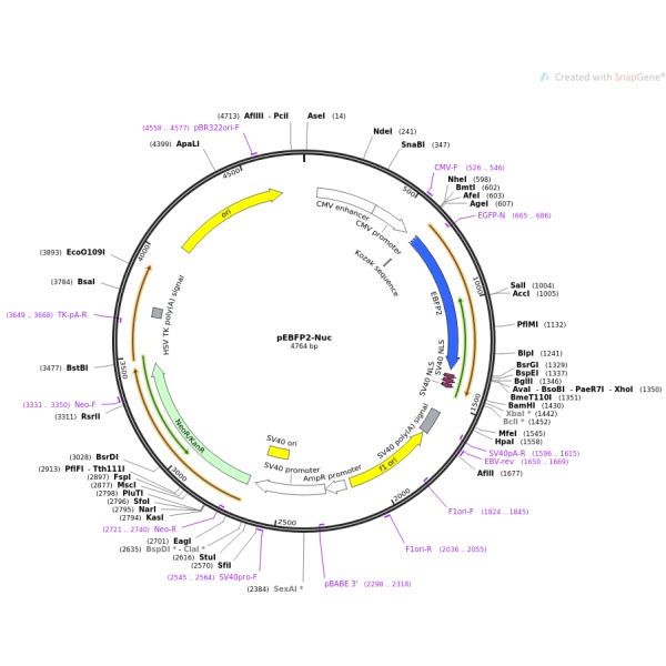 pEBFP-3×NLS细胞核定位质粒