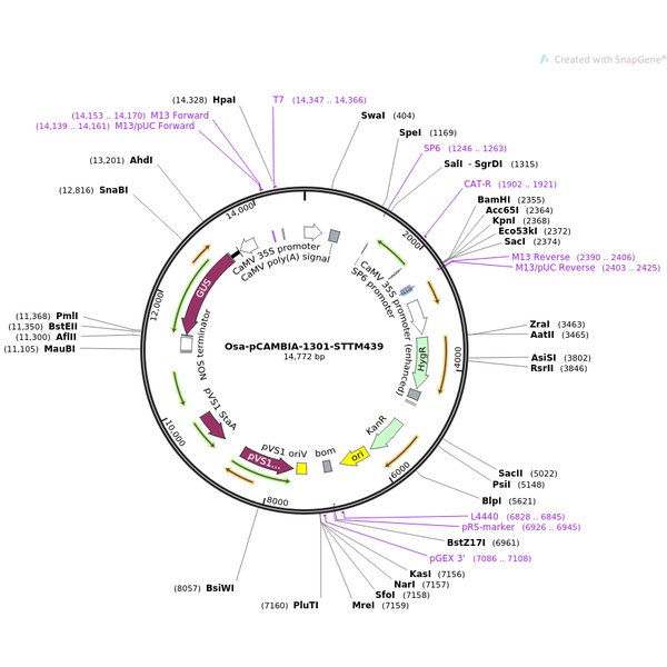 pCAMBIA1300-cLuc植物双分子荧光质粒