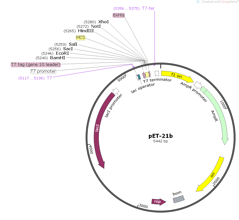 pet-21b大肠表达质粒