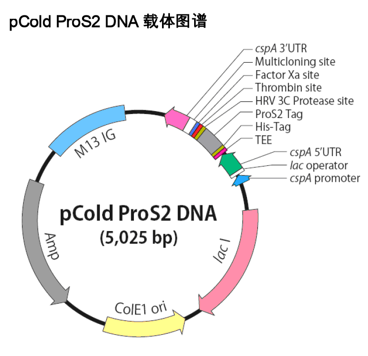 柯斯质粒图片