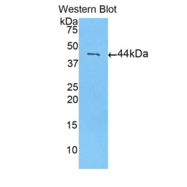 接触蛋白2(CNTN2)多克隆抗体