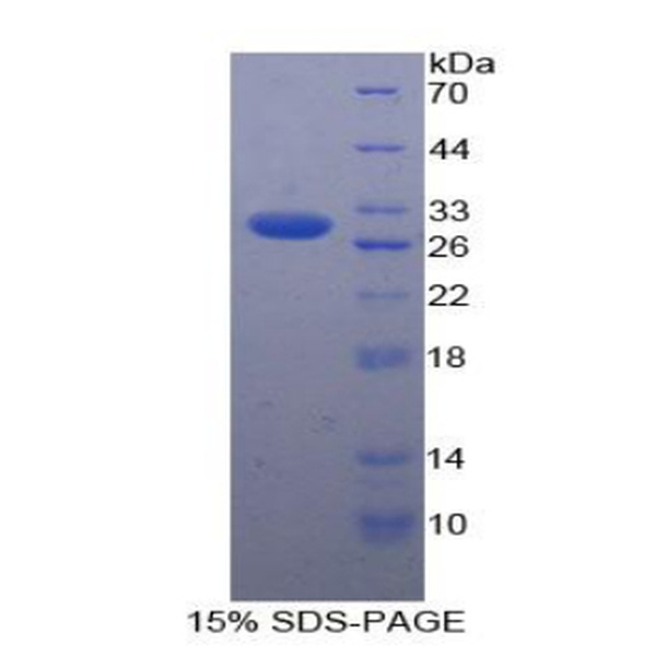 T-细胞可诱导共刺激分子配体(ICOSLG)重组蛋白(多属种)