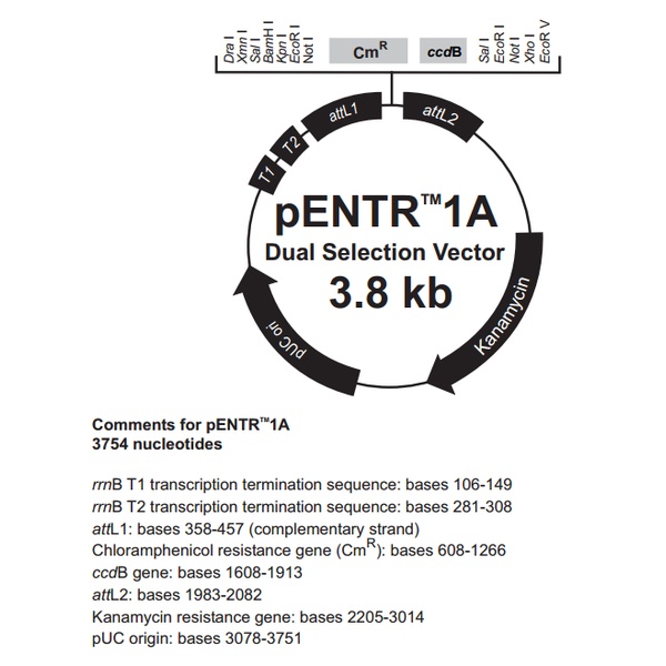 pENTR1A Dual植物表达质粒