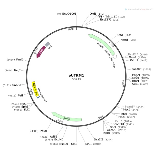 pUTKM1大肠随机转座突变质粒