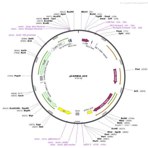 pCAMBIA1300-nLuc植物双分子荧光质粒