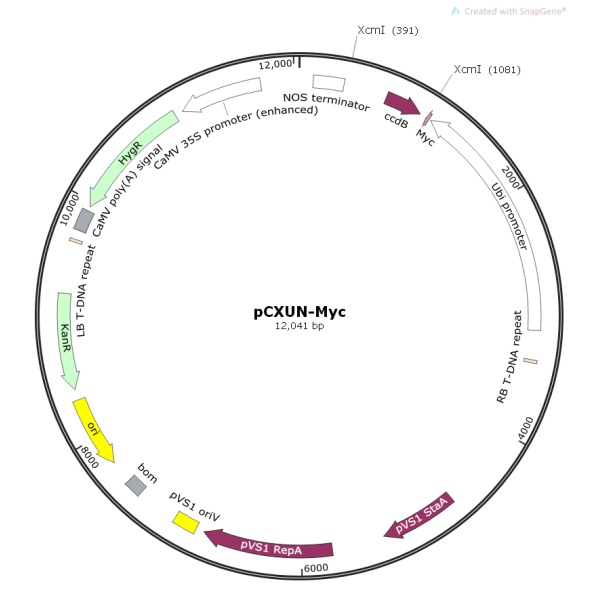 pCXUN-Myc植物表达质粒