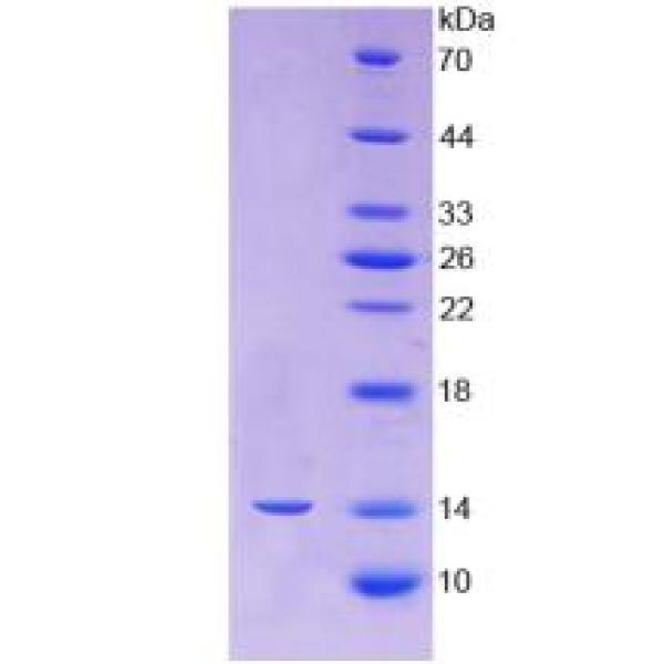 细胞程序性死亡蛋白1(PD1)重组蛋白(多属种)