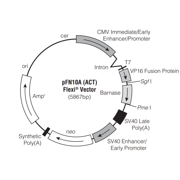 pFN10A (ACT)哺乳双杂交质粒