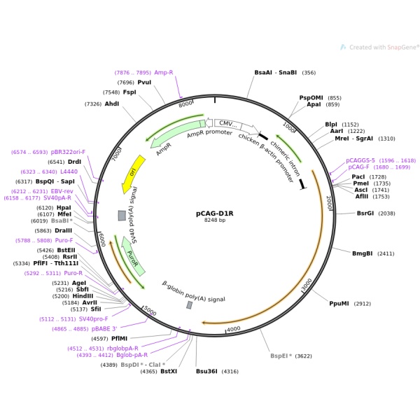 pCAG-D1R病毒基因质粒