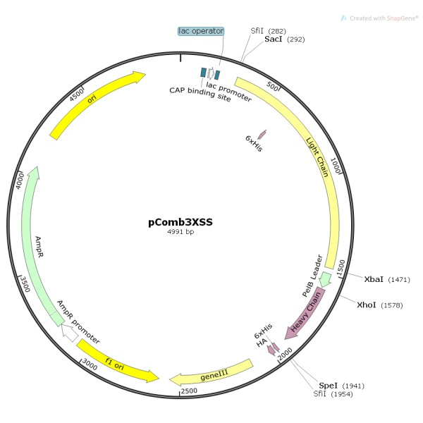 pComb3XSS噬菌体展示质粒