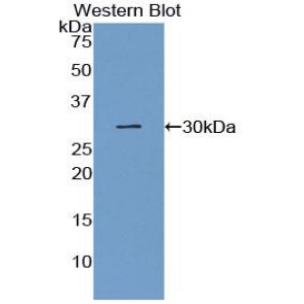 间隙连接蛋白37(CX37)多克隆抗体
