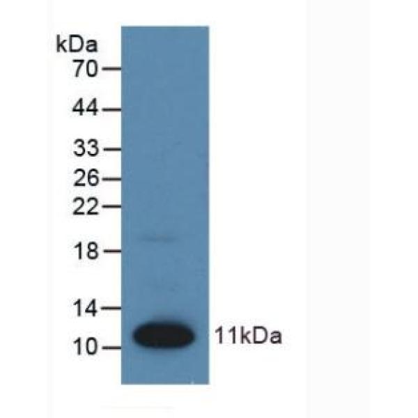 滑行蛋白α(TXLNa)多克隆抗体