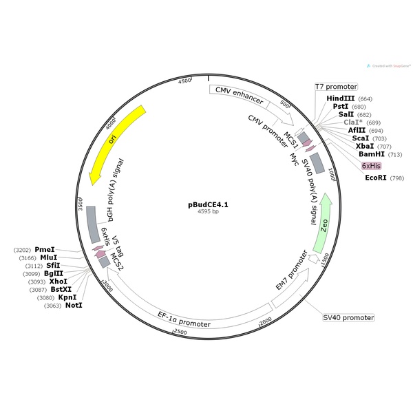 pBudCE4.1哺乳双框质粒