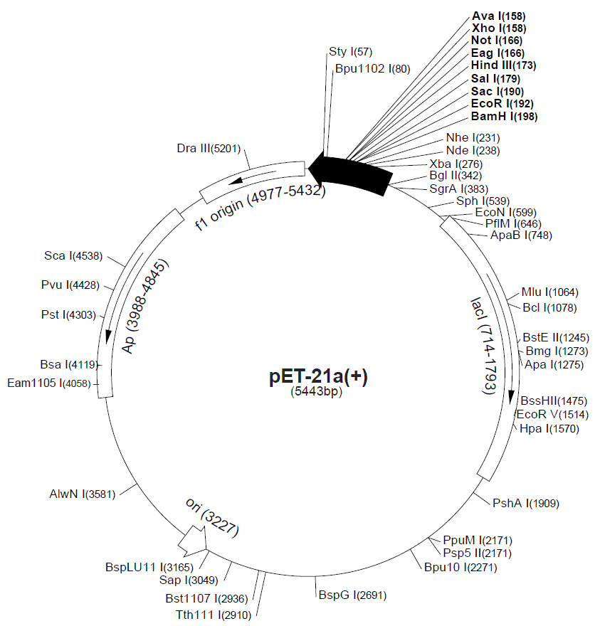 pet20b载体图谱图片