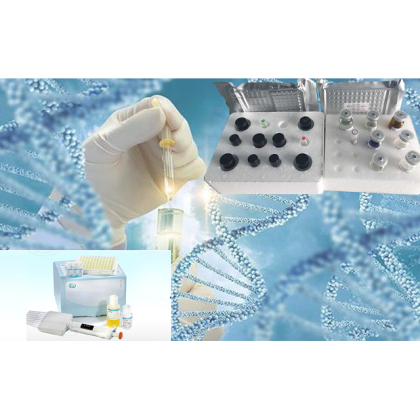 MMP-8试剂盒；人基质金属蛋白酶8(MMP-8)ELISA试剂盒