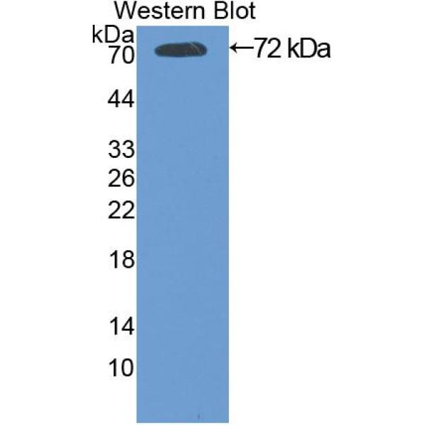 蛋白酶体亚基α1(PSMa1)多克隆抗体