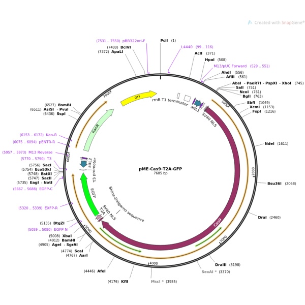 pME-Cas9-T2A-GFP哺乳细胞基因编辑质粒
