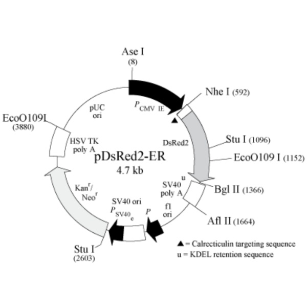 pDsRed2-ER内质网定位质粒