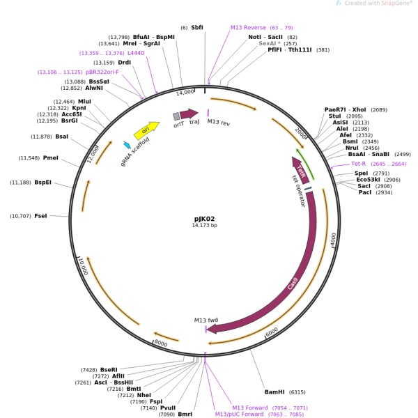 pJK02艰难梭菌基因编辑质粒
