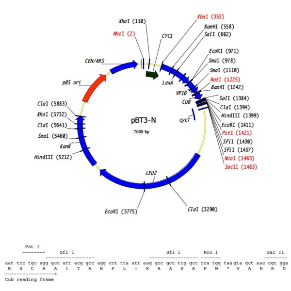 pBT3-N膜蛋白双杂交质粒