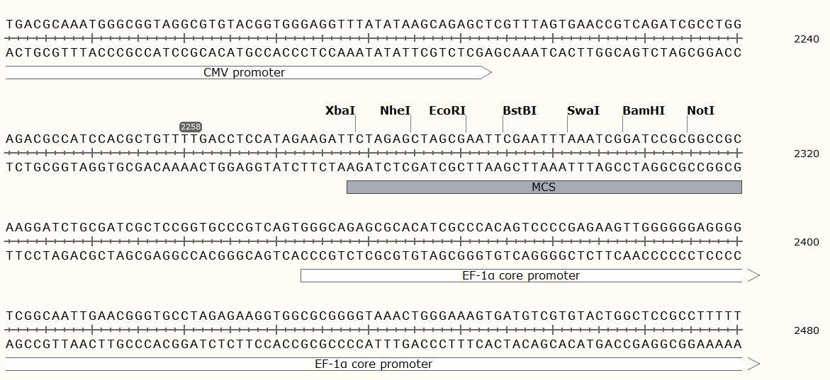 pCDH-CMV-MCS-EF1-turboRFP-T2A-Puro慢病毒表达质粒|2UG|QCP1614-上海钦诚生物科技有限公司