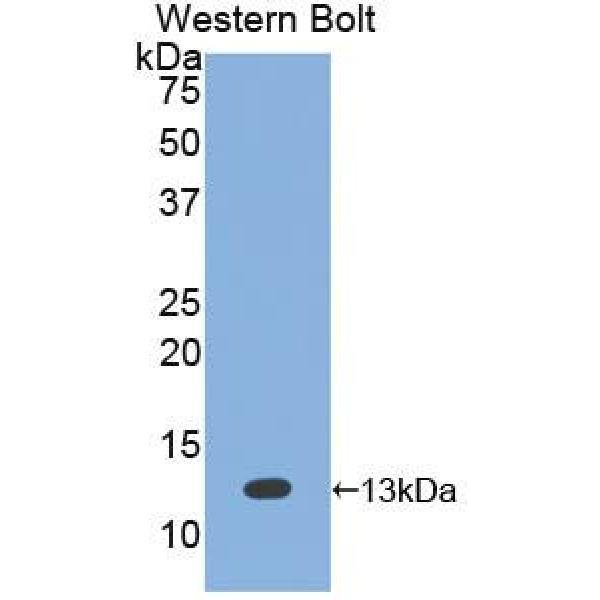 cAMP应答元件结合蛋白(CREB)多克隆抗体