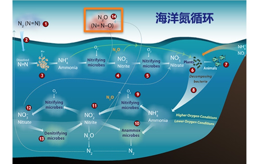 海洋氮循环图片