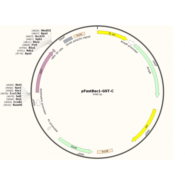 pFastBac-GST-C昆虫胞内质粒