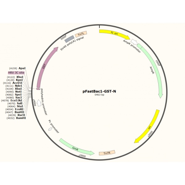 pFastBac-GST-N昆虫胞内质粒