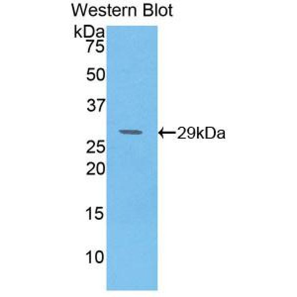 高温需求因子A4(HTRA4)多克隆抗体