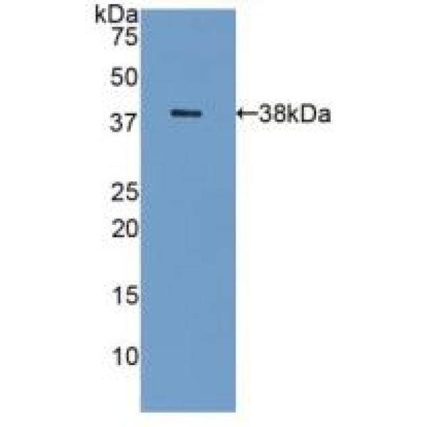 皮敌菌素(DCD)多克隆抗体