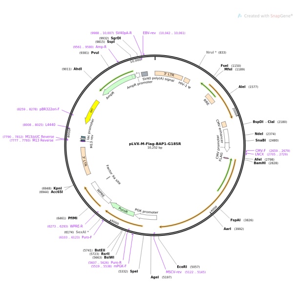 pLVX-DsRed-Monomer-N1慢病毒表达质粒