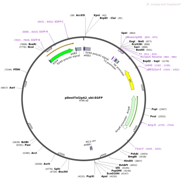 pDestTol2pA2_ubi.EGFP斑马鱼启动子转位质粒