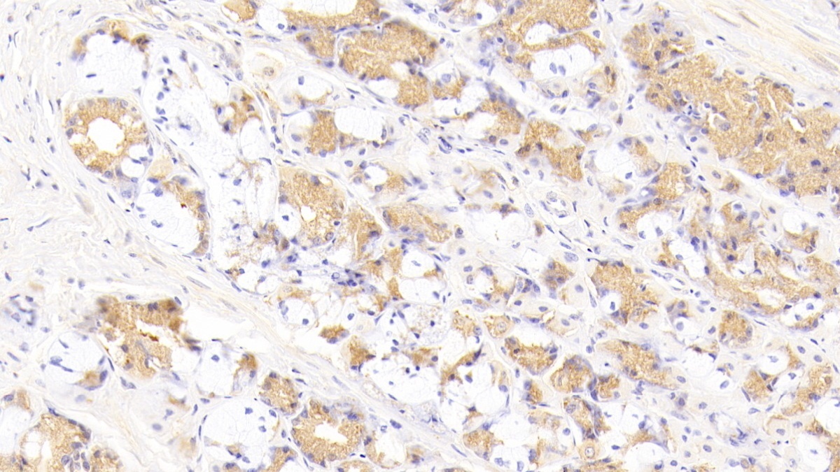 短腭肺鼻腔上皮癌关联蛋白2(SPLUNC2)多克隆抗体