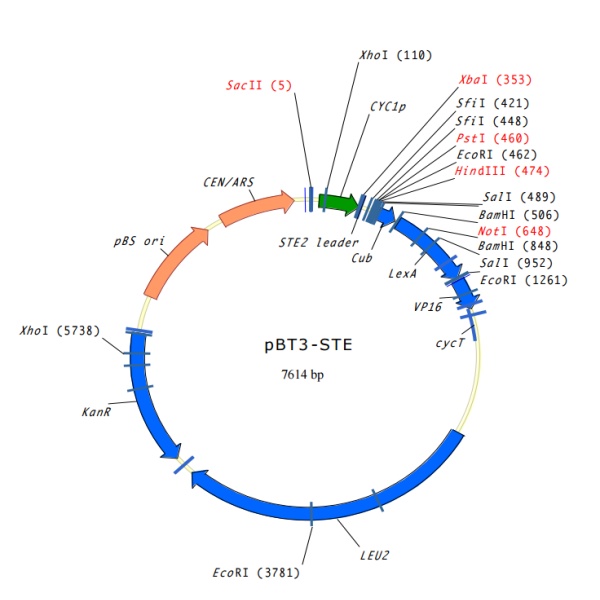 pBT3-STE膜蛋白双杂交质粒