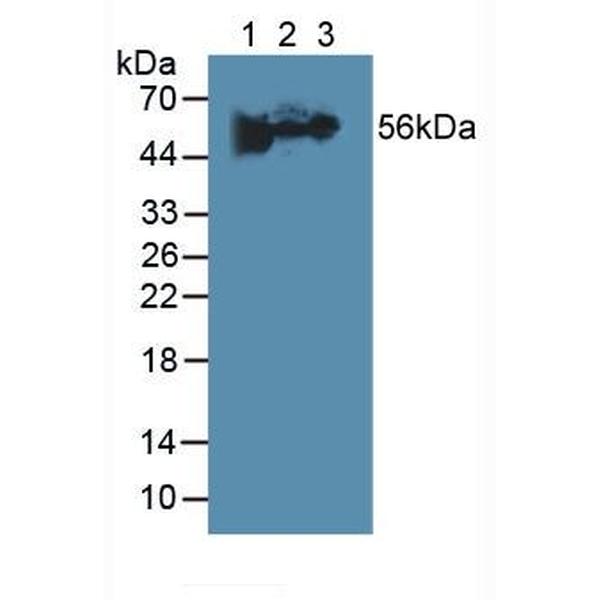 驱动蛋白家族成员20A(KIF20A)多克隆抗体